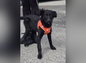 Xara quietschlebendiges, fröhliches Hundekind