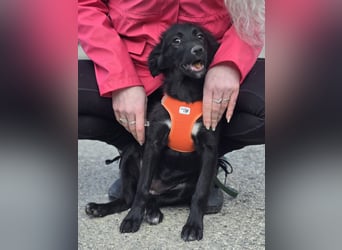 Xara quietschlebendiges, fröhliches Hundekind