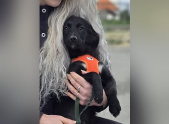Xara quietschlebendiges, fröhliches Hundekind