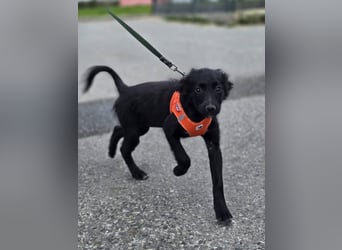 Xara quietschlebendiges, fröhliches Hundekind
