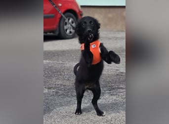 Xara quietschlebendiges, fröhliches Hundekind