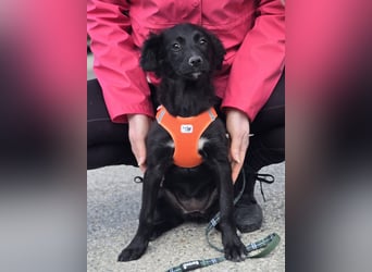 Xara quietschlebendiges, fröhliches Hundekind