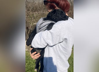 Kroat.Schäfi-Mix-Junghündin Đina : fröhlich, verspielt und verschmust