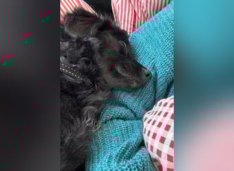 Đina ❤️ wartet in 21755 Hechthausen auf dich