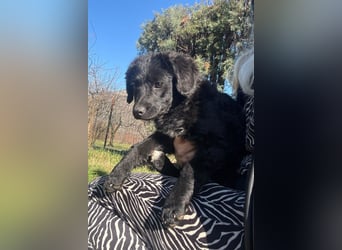 Đina ❤️ wartet in 21755 Hechthausen auf dich