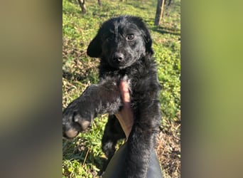 Kroat.Schäfi-Mix-Junghündin Đina : fröhlich, verspielt und verschmust