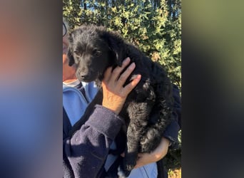 Kroat.Schäfi-Mix-Junghündin Đina : fröhlich, verspielt und verschmust