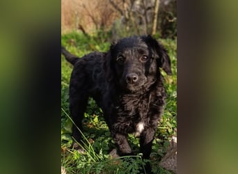 Kleinerbleibende Kroat.Schäfi-Mix-Welpin ♥ Đina ♥ fröhlich, verspielt und verschmust