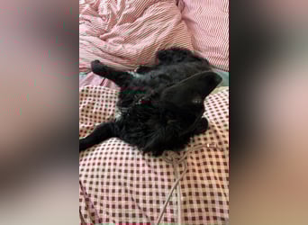 Đina ❤️ wartet in 21755 Hechthausen auf dich