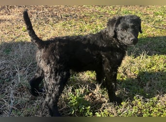 Kleinerbleibende Kroat.Schäfi-Mix-Welpin ♥ Đina ♥ fröhlich, verspielt und verschmust