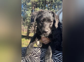 Kroat.Schäfi-Mix-Junghündin Đina : fröhlich, verspielt und verschmust