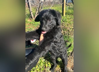 Đina ❤️ wartet in 21755 Hechthausen auf dich