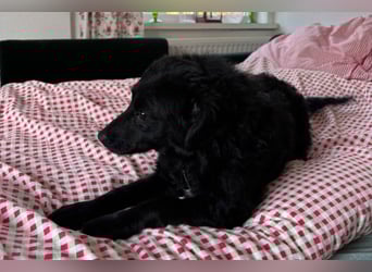 Đina ❤️ wartet in 21755 Hechthausen auf dich