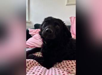 Đina ❤️ wartet in 21755 Hechthausen auf dich