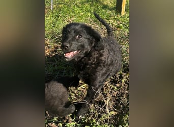 Kleinerbleibende Kroat.Schäfi-Mix-Welpin ♥ Đina ♥ fröhlich, verspielt und verschmust