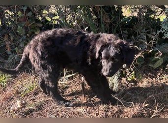 Đina ❤️ wartet in 21755 Hechthausen auf dich
