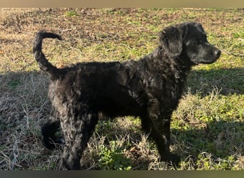 Kleinerbleibende Kroat.Schäfi-Mix-Welpin ♥ Đina ♥ fröhlich, verspielt und verschmust