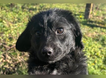 Kroat.Schäfi-Mix-Junghündin Đina : fröhlich, verspielt und verschmust