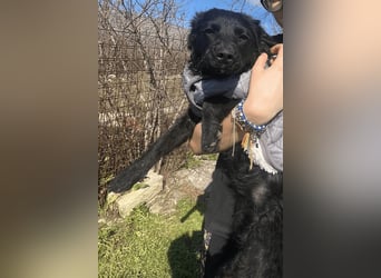 Kroat.Schäfi-Mix-Junghündin Đina : fröhlich, verspielt und verschmust