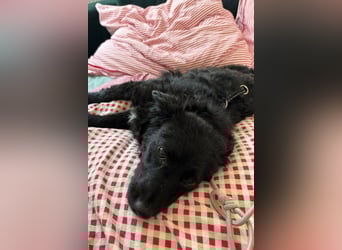 Đina ❤️ wartet in 21755 Hechthausen auf dich