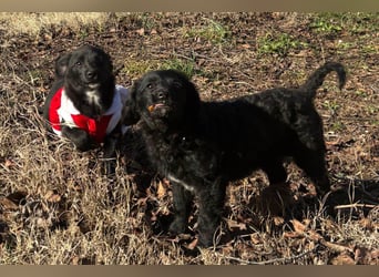 Kleinerbleibende Kroat.Schäfi-Mix-Welpin ♥ Đina ♥ fröhlich, verspielt und verschmust