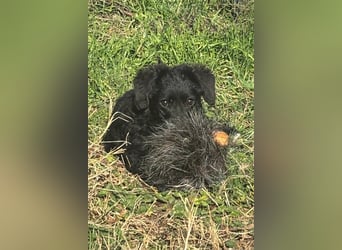 Kroat.Schäfi-Mix-Junghündin Đina : fröhlich, verspielt und verschmust