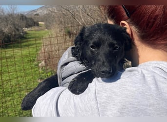 Kroat.Schäfi-Mix-Junghündin Đina : fröhlich, verspielt und verschmust