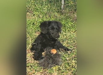 Đina ❤️ wartet in 21755 Hechthausen auf dich