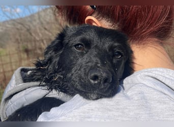 Kleinerbleibende Kroat.Schäfi-Mix-Welpin ♥ Đina ♥ fröhlich, verspielt und verschmust