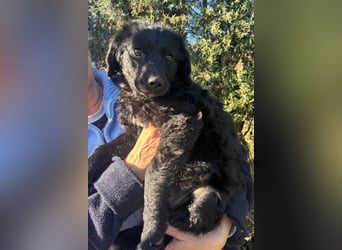 Đina ❤️ wartet in 21755 Hechthausen auf dich