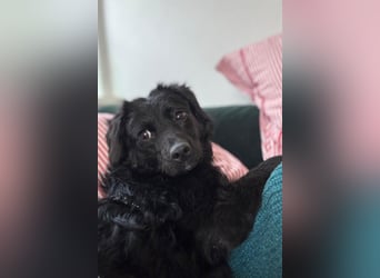 Đina ❤️ wartet in 21755 Hechthausen auf dich