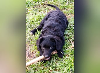 Kleinerbleibende Kroat.Schäfi-Mix-Welpin ♥ Đina ♥ fröhlich, verspielt und verschmust