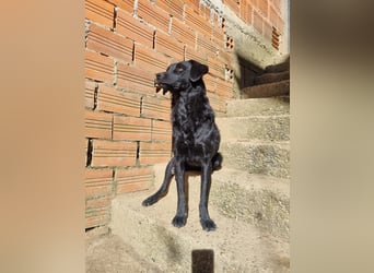 kroatischer Schäferhund Mischling Elextra