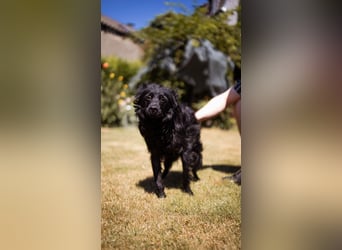 Besonderer Mowgli