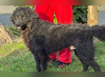 kleiner Kämpfer Ozzy