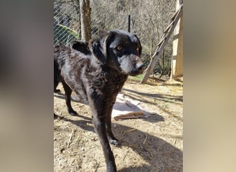 kroatischer Schäferhund Mischling Elextra