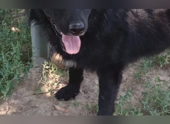 menschenbezogener Tobby