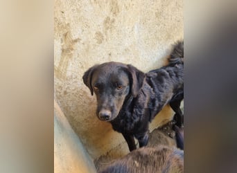 kroatischer Schäferhund Mischling Elextra