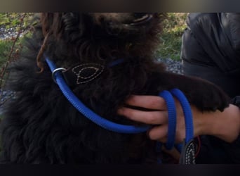 kleiner Kämpfer Ozzy