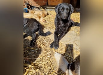 kroatischer Schäferhund Mischling Elextra