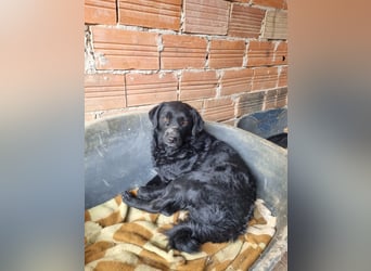 kroatischer Schäferhund Mischling Elextra