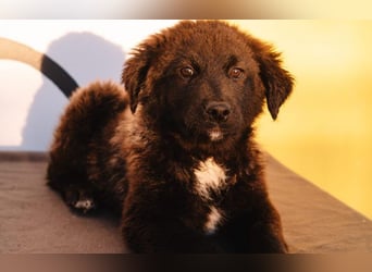 Herzenshündin Cvita