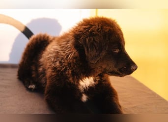 Herzenshündin Cvita