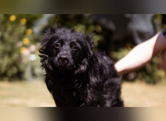 Besonderer Mowgli