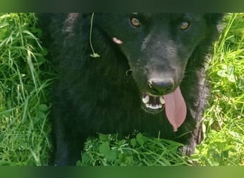 menschenbezogener Tobby