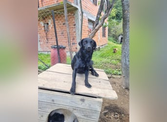 kroatischer Schäferhund Mischling Elextra