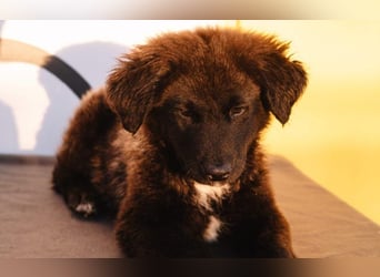 Herzenshündin Cvita