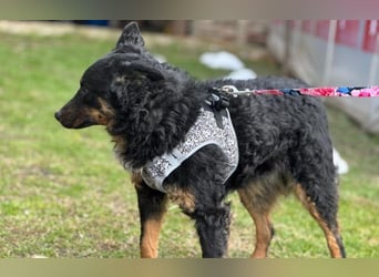 wunderschöne Bessie