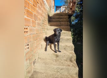 kroatischer Schäferhund Mischling Elextra