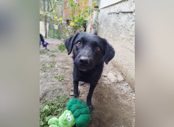 kroatischer Schäferhund Mischling Elextra